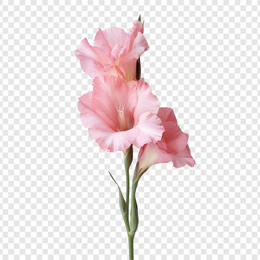 EXTRA: Flower